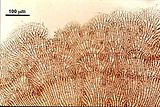 5 - Dettaglio della zona marginale